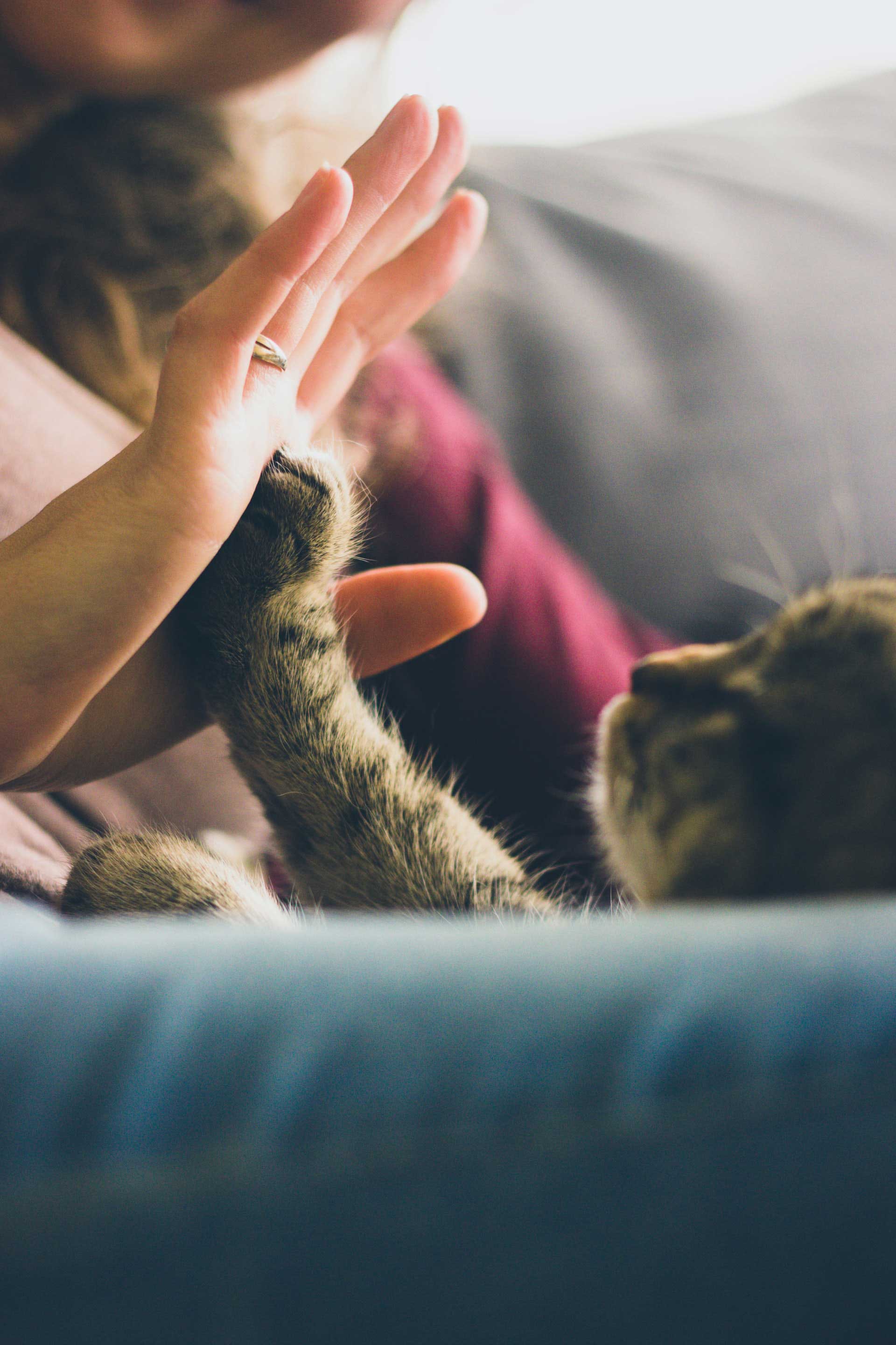 Touching cat's hand